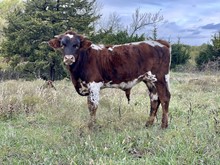 Couture11 X Undaunted Bull Calf