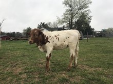 Undaunted Diane