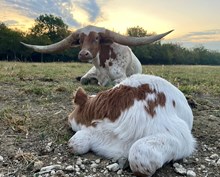 Lookie LuLu X Undaunted 