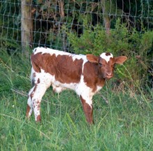 Empress of the Night x Undaunted bull calf